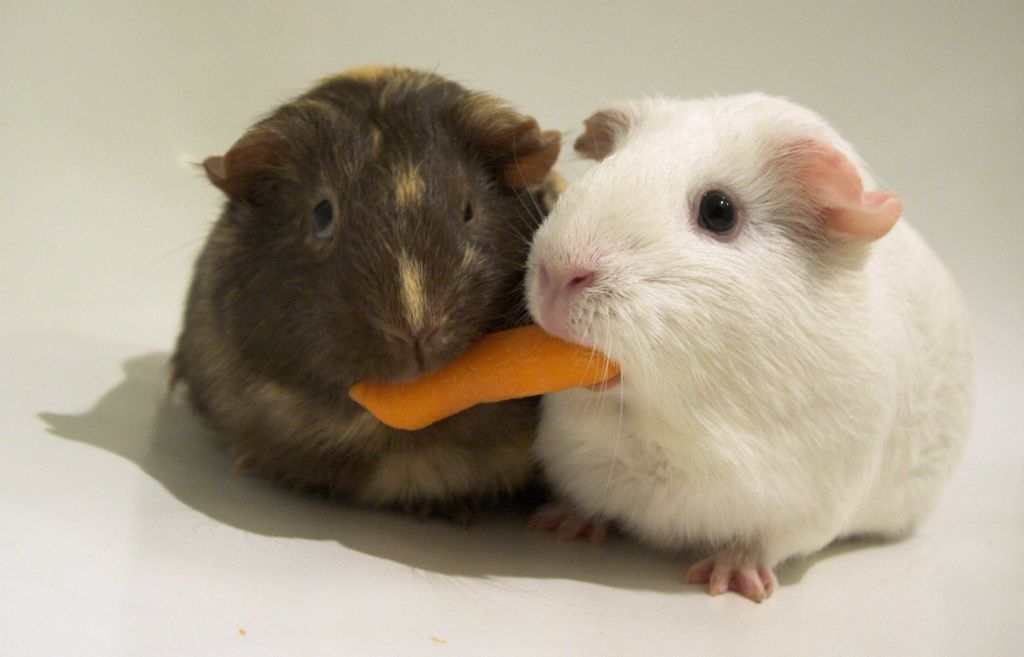 Two hamsters eating the same piece of carrot