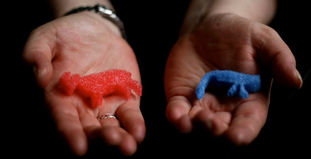photo of hands offering a small red sponge animal and a small blue sponge animal
