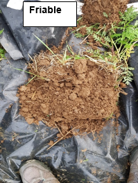 friable soil