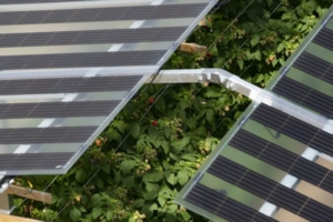 Close up of solar panels above raspberries